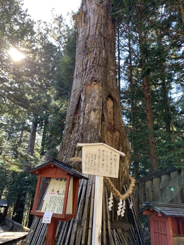 「叶杉」という樹齢600年を越える古木